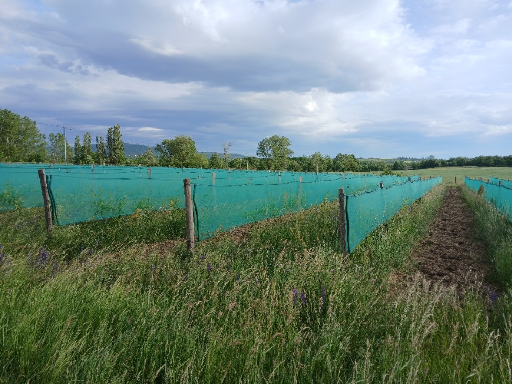 Vignoble en Ardèche
